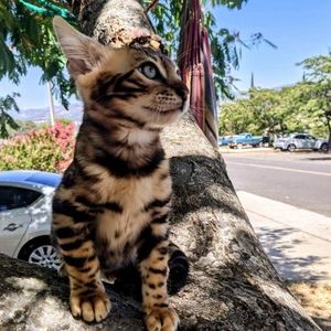 Meet your Posher, Faith